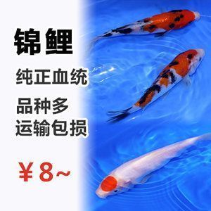 白写锦鲤鱼缸摆放的最佳方位：2024年客厅最佳方位解析锦鲤缸的风水讲究避免的不利方位 鱼缸百科 第2张