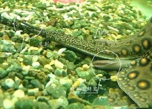 金龙鱼的地址：关于金龙鱼食用油的问题 水族问答 第2张