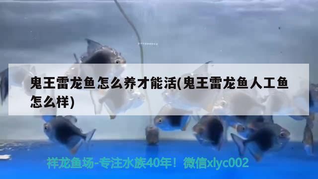 海水红龙鱼好养吗 珊瑚：海水红龙鱼在珊瑚中的饲养条件和挑战 龙鱼百科 第2张