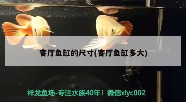 客厅鱼缸什么样的好：客厅鱼缸摆放位置、尺寸及材质选择是影响家居风水和美观的重要因素 鱼缸百科 第2张