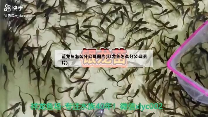 银龙鱼苗饲料品牌用户评价：用户评价对于选择银龙鱼苗饲料品牌至关重要 龙鱼百科 第5张