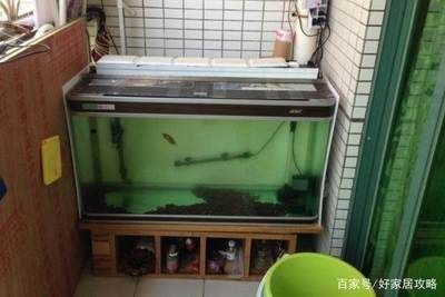 鱼缸过度喂食后果及对策：过度喂食对水族箱生态系统的影响，鱼缸生态平衡维护技巧 鱼缸百科 第1张