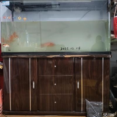 鱼缸过度喂食后果及对策：过度喂食对水族箱生态系统的影响，鱼缸生态平衡维护技巧 鱼缸百科 第2张