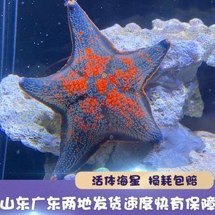 海豚鱼缸迷你造景视频：如何通过使用迷你鱼缸和造景材料来创建一个模拟海豚生活的环境 鱼缸百科 第5张