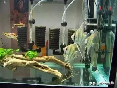 三间鼠鱼苗饲料品牌推荐：三间鼠鱼苗饲料哪个牌子好 龙鱼百科 第5张