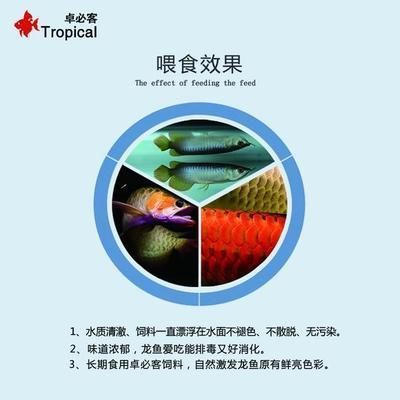 龙鱼进口手续流程：龙鱼的进口手续流程 龙鱼百科 第5张