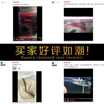 印尼小红龙鱼品牌客户服务体系：印尼小红龙鱼品牌致力于提供优质服务 龙鱼百科 第5张