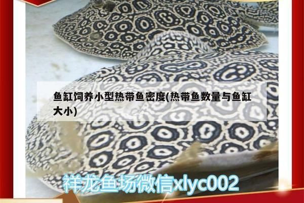 金龙鱼的广告：金龙鱼——引领健康生活享受品质生活 水族问答 第1张