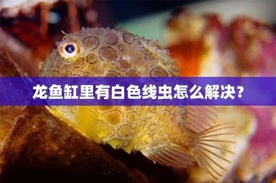 怎样防治预防龙鱼寄生虫感染病毒的措施：龙鱼寄生虫感染的预防措施 龙鱼百科 第5张