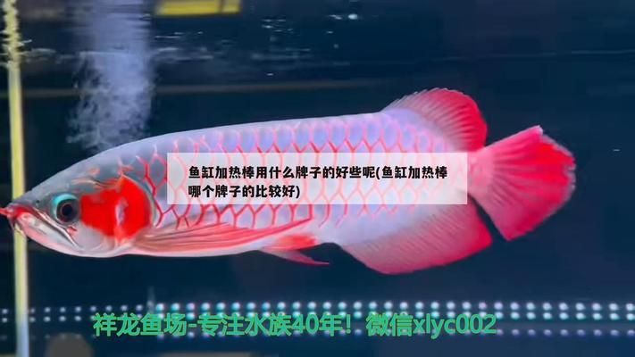 鱼缸加热棒品牌评测：家居观念加热棒品牌评测 鱼缸百科 第2张