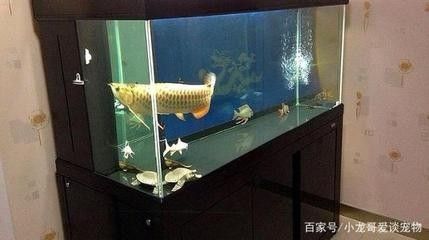 龙鱼的鱼缸要求：龙鱼鱼缸的具体要求 龙鱼百科 第2张