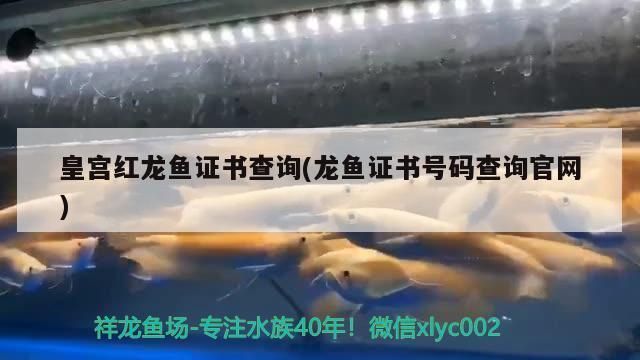 皇宫红龙鱼证书：如何辨别皇宫红龙鱼真伪