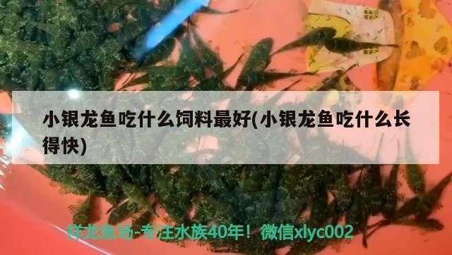 小银龙鱼吃什么饲料最好：小银龙鱼幼鱼期如何挑选饲料 龙鱼百科 第5张