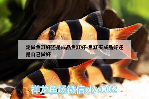 定制鱼缸和成品鱼缸：定制鱼缸与成品鱼缸的区别 鱼缸百科 第2张