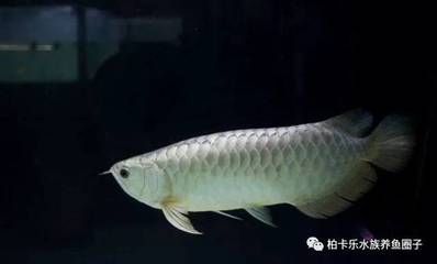 银龙鱼水质检测最佳时间：银龙鱼水质检测最佳时间：银龙鱼水质检测最佳时间 龙鱼百科 第4张