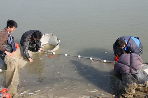 金龙鱼的来源于哪里：金龙鱼的产地在哪里？ 水族问答