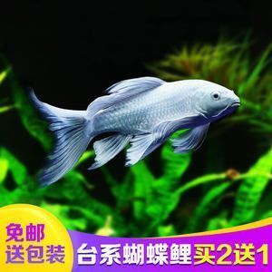 金龙鱼的卖点：关于金龙鱼的几个疑问 水族问答 第2张