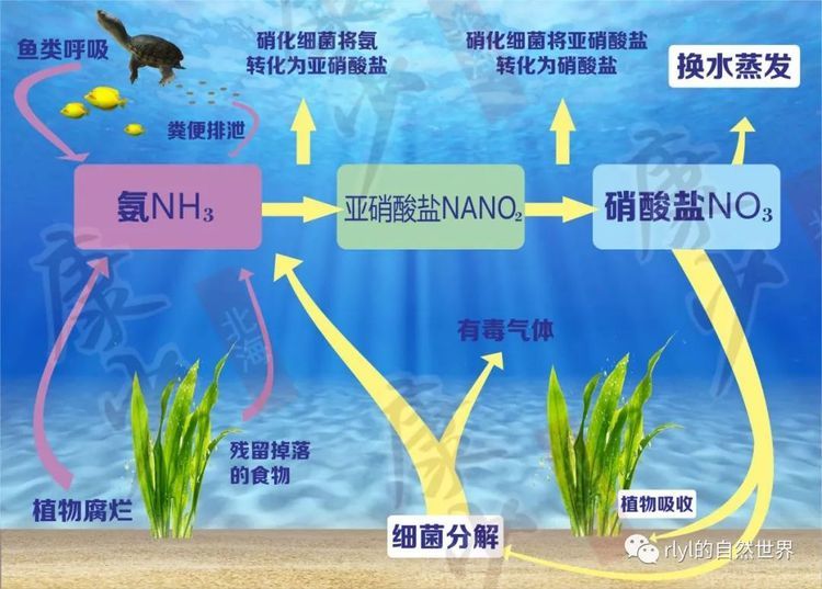 金龙鱼的卖点和特点：金龙鱼的优点和特点 水族问答 第2张