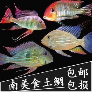 金龙鱼的卖点有哪些：关于金龙鱼食用油的一些疑问 水族问答 第2张