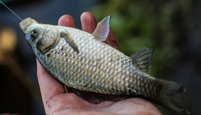 金龙鱼的配料：金龙鱼的制作过程需要注意哪些问题？ 水族问答 第1张