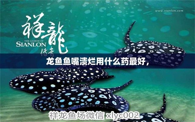 金龙鱼的品种和等级：如何区分金龙鱼的品种 水族问答