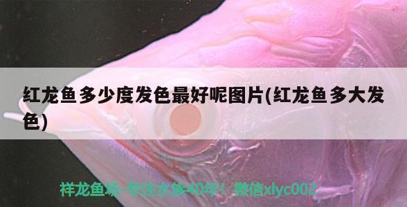 红龙鱼多少度发色最好看：红龙鱼发色的最佳水温 红龙鱼百科 第2张