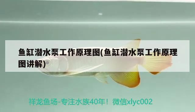 鱼缸换水泵原理：如何选择合适的鱼缸换水泵 鱼缸百科 第5张