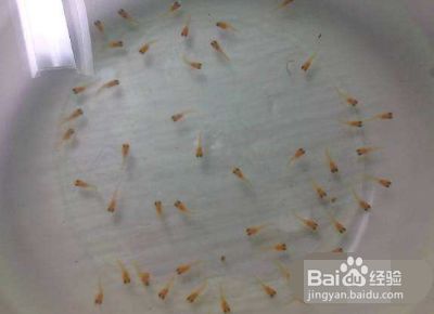 幼鱼喂食量控制要点：幼鱼喂食量控制的要点 龙鱼百科 第5张