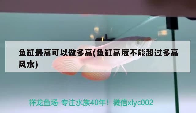 鱼缸高度对风水的影响：鱼缸养什么鱼最旺财鱼缸养什么鱼最旺财 鱼缸百科 第4张