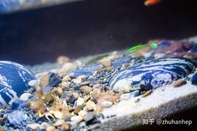 小佩鱼缸测评：小佩起源纪智能鱼缸mini 鱼缸百科 第4张