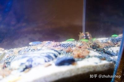 小佩鱼缸测评：小佩起源纪智能鱼缸mini 鱼缸百科 第5张