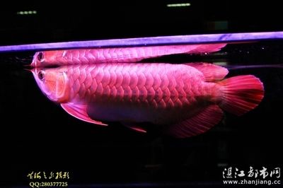 红龙鱼芯片用什么扫描：红龙鱼的芯片辨别技巧 红龙鱼百科 第2张