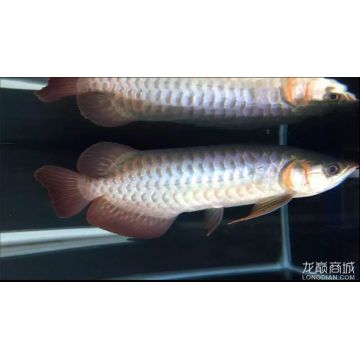 红龙鱼芯片用什么扫描：红龙鱼的芯片辨别技巧 红龙鱼百科 第3张