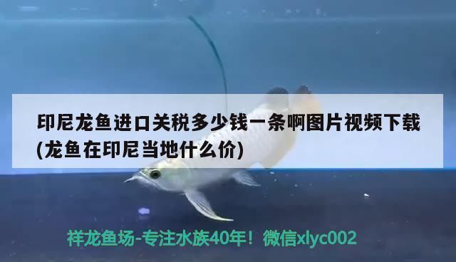 龙鱼进口多少钱一条啊视频教程：印尼龙鱼进口流程详解龙鱼进口流程详解观赏鱼进口流程详解