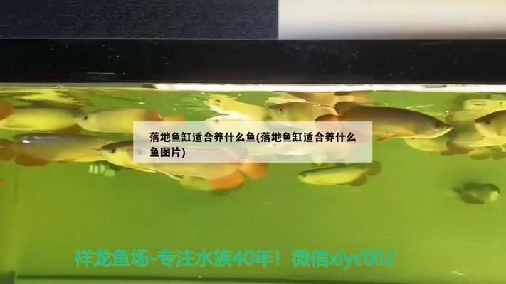 新宠之康鱼缸养什么鱼好：新手如何选择适合康鱼缸的鱼类 鱼缸百科 第4张