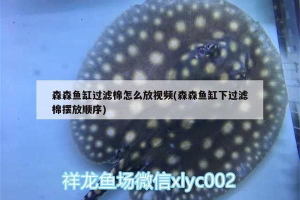 鱼缸过滤棉顺序：水族箱过滤棉的正确摆放顺序