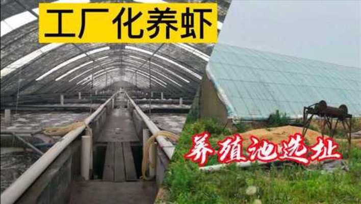 金龙鱼的饲养用放盐吗：金龙鱼放盐后多久可以恢复正常？ 水族问答 第2张