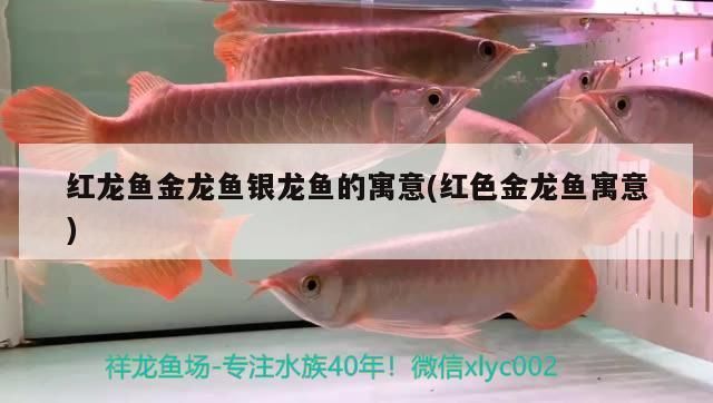 龙鱼怕红色：龙鱼喜红心理分析 红龙鱼百科 第5张