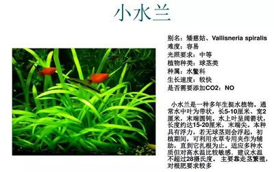 鱼缸spiral资源：《鱼缸》：现代爱情与救赎的1v1故事 鱼缸百科 第5张