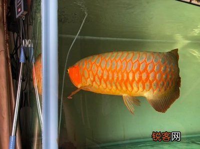 龙鱼能和什么鱼混养：水族馆或家庭鱼缸中饲养龙鱼时，选择适当的混养伙伴是非常重要的