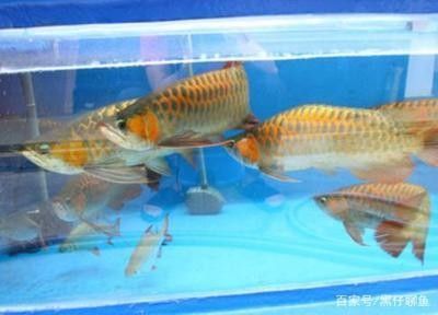 龙鱼能和什么鱼混养：水族馆或家庭鱼缸中饲养龙鱼时，选择适当的混养伙伴是非常重要的