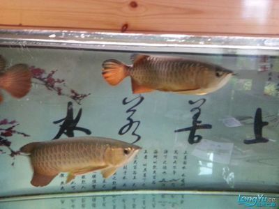 龙鱼能和什么鱼混养：水族馆或家庭鱼缸中饲养龙鱼时，选择适当的混养伙伴是非常重要的 龙鱼百科 第4张