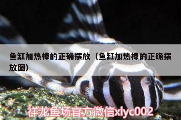 老渔匠鱼缸加热棒可以横着放吗：如何正确安装鱼缸加热棒 鱼缸百科 第2张