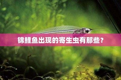 金龙鱼的颜色变浅了：金龙鱼的颜色变浅怎么办 水族问答 第1张