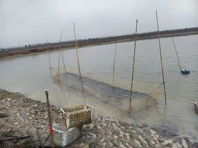 金龙鱼的颜色怎么涂才正确 水族问答 第2张