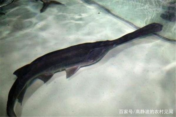 金龙鱼的养殖技术 水族问答 第2张