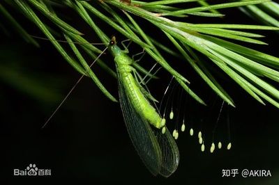 龙鱼身上有小白点是什么虫卵：龙鱼白点病治疗期间的注意事项龙鱼白点病治疗期间的注意事项