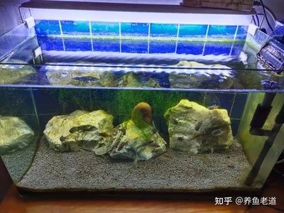 鱼缸大全：鱼缸大全是一个关于水族箱的全面指南，鱼缸维护常见误区解析 鱼缸百科 第1张