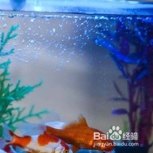 鱼缸水质净化最佳方案：鱼缸水质净化方案 鱼缸百科 第4张