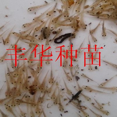 金龙鱼的种类有多少种 水族问答 第2张